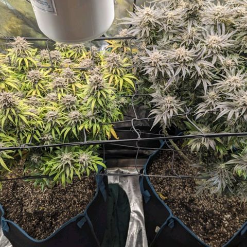Grow-1-2023/2024-Indoor-Winter growlog photo: Day 64