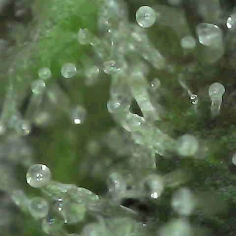 Grow-1-2023/2024-Indoor-Winter growlog photo: I think they are starting to get milky.