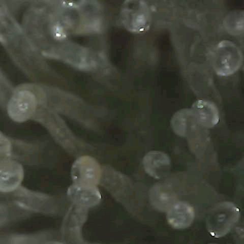 Grow-1-2023/2024-Indoor-Winter growlog photo: I think they are starting to get milky.