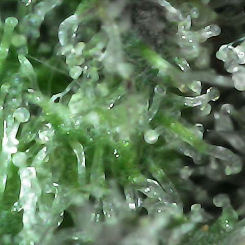 Grow-1-2023/2024-Indoor-Winter growlog photo: I think they are starting to get milky.