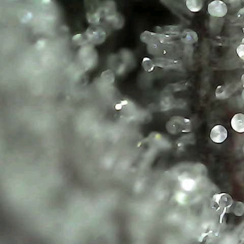 Grow-1-2023/2024-Indoor-Winter growlog photo: I think they are starting to get milky.