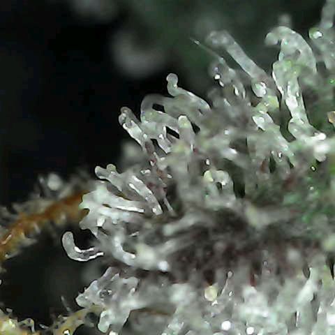 Grow-1-2023/2024-Indoor-Winter growlog photo: I think they are starting to get milky.