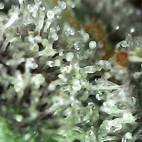 Grow-1-2023/2024-Indoor-Winter growlog photo: I think they are starting to get milky.