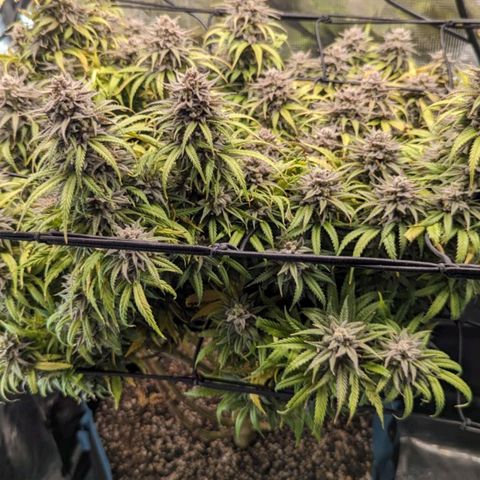 Grow-1-2023/2024-Indoor-Winter growlog photo: I think they are starting to get milky.