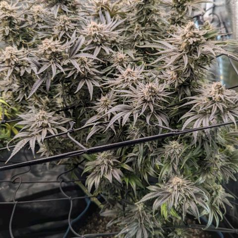 Grow-1-2023/2024-Indoor-Winter growlog photo: I think they are starting to get milky.