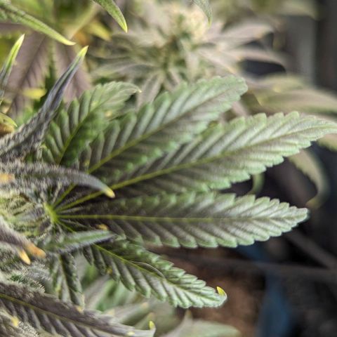 Grow-1-2023/2024-Indoor-Winter growlog timeline photo