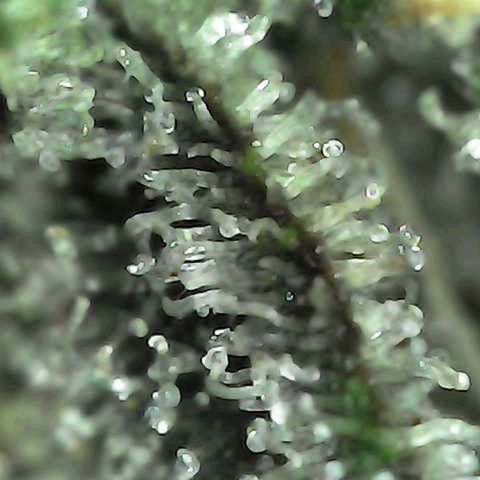 Grow-1-2023/2024-Indoor-Winter growlog timeline photo