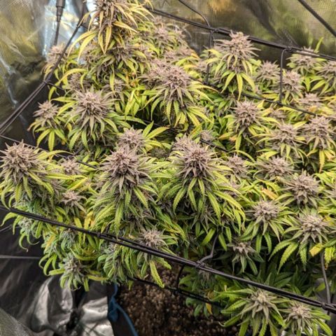 Grow-1-2023/2024-Indoor-Winter growlog timeline photo