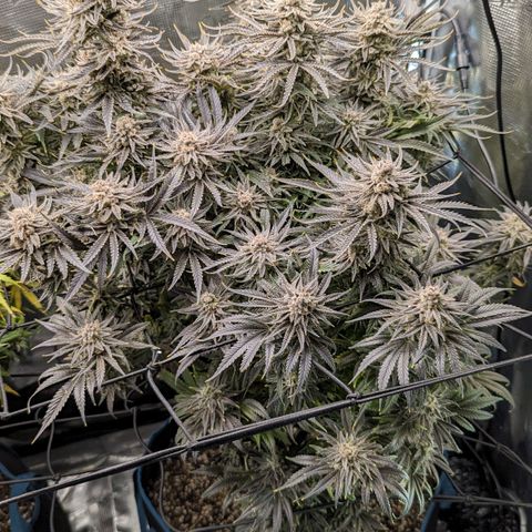 Grow-1-2023/2024-Indoor-Winter growlog timeline photo