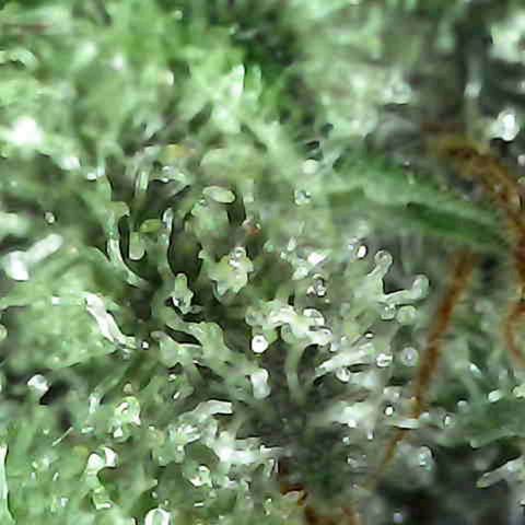 Grow-1-2023/2024-Indoor-Winter growlog timeline photo