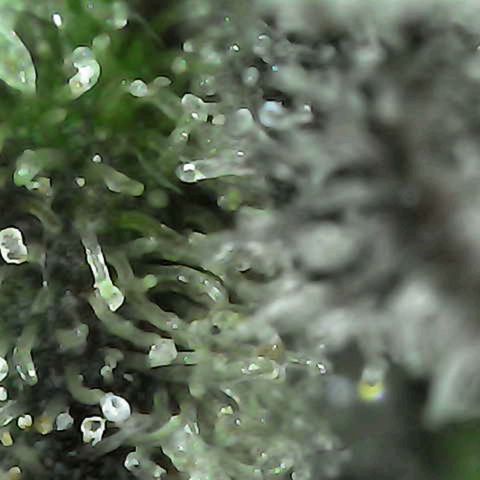 Grow-1-2023/2024-Indoor-Winter growlog timeline photo