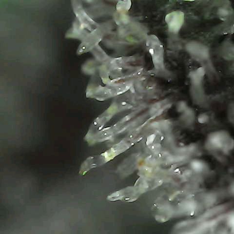 Grow-1-2023/2024-Indoor-Winter growlog photo: Still a week or so away.