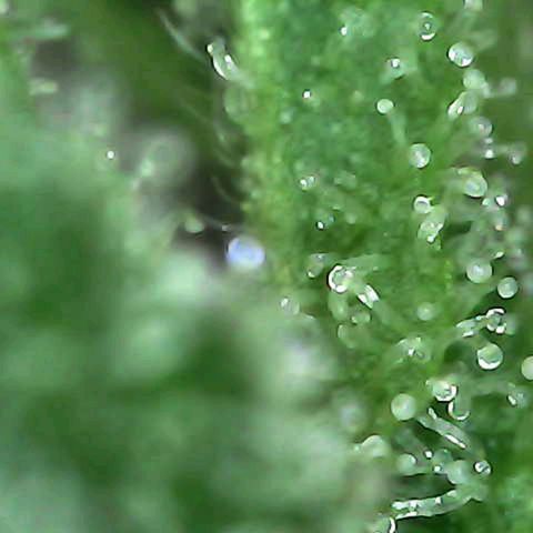 Grow-1-2023/2024-Indoor-Winter growlog photo: Still a week or so away.