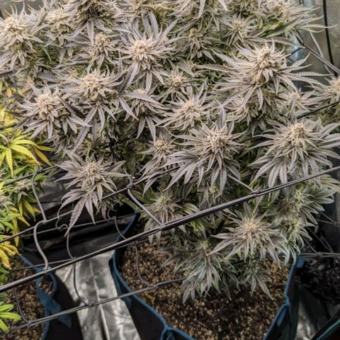 Grow-1-2023/2024-Indoor-Winter growlog photo: Still a week or so away.