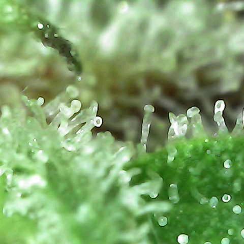 Grow-1-2023/2024-Indoor-Winter growlog photo: Still a week or so away.