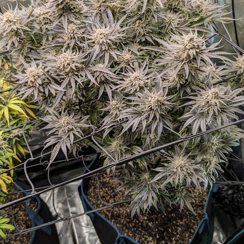 Grow-1-2023/2024-Indoor-Winter growlog photo: Still a week or so away.
