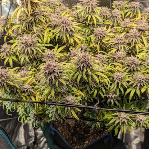 Grow-1-2023/2024-Indoor-Winter growlog photo: Still a week or so away.