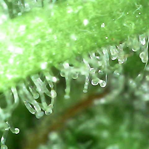 Grow-1-2023/2024-Indoor-Winter growlog photo: Still a week or so away.
