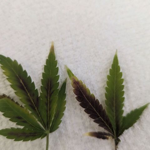 Grow-1-2023/2024-Indoor-Winter growlog photo: Still clear
