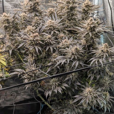 Grow-1-2023/2024-Indoor-Winter growlog photo: Still clear
