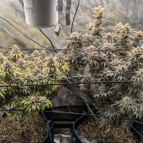 Grow-1-2023/2024-Indoor-Winter growlog photo: Still clear