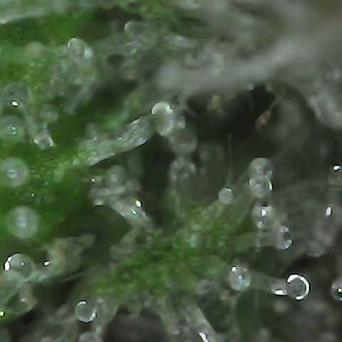 Grow-1-2023/2024-Indoor-Winter growlog photo: Still clear