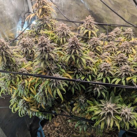 Grow-1-2023/2024-Indoor-Winter growlog photo: Still clear