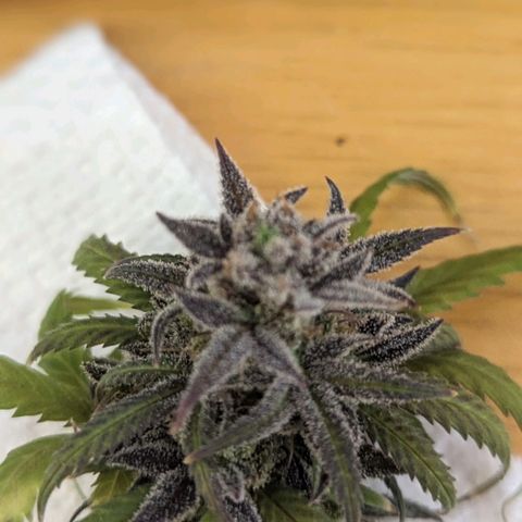 Grow-1-2023/2024-Indoor-Winter growlog photo: Still clear