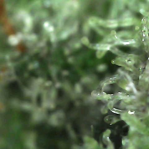 Grow-1-2023/2024-Indoor-Winter growlog photo: Still clear