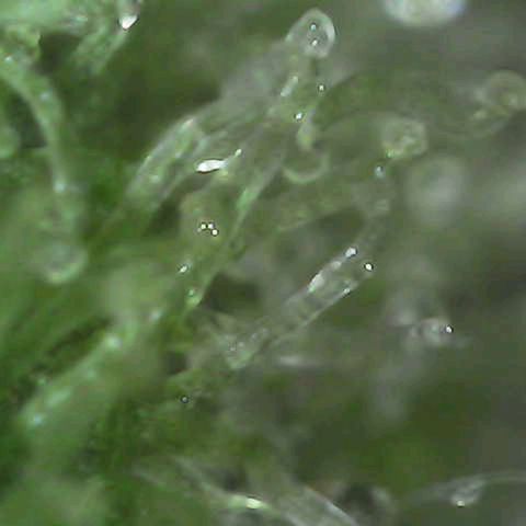 Grow-1-2023/2024-Indoor-Winter growlog photo: Still clear