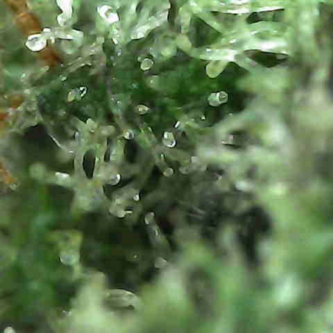 Grow-1-2023/2024-Indoor-Winter growlog photo: Still clear