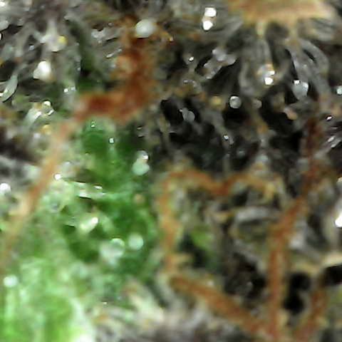 Grow-1-2023/2024-Indoor-Winter growlog photo: I am seeing enough milky trichomes and a few amber trichomes (CBN), so I turned off the lights and will cut on Sunday.
