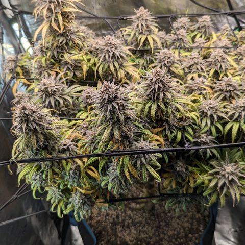 Grow-1-2023/2024-Indoor-Winter growlog photo: I am seeing enough milky trichomes and a few amber trichomes (CBN), so I turned off the lights and will cut on Sunday.