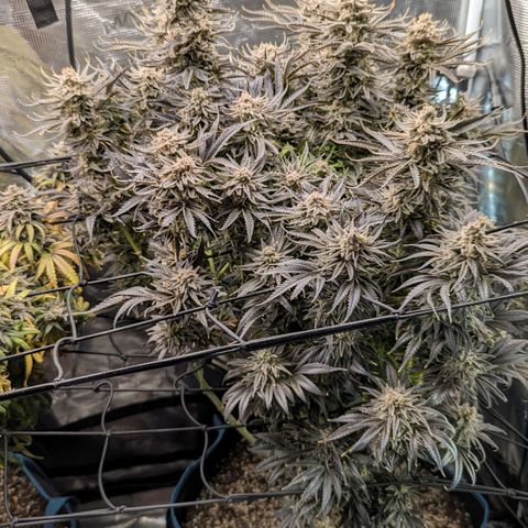 Grow-1-2023/2024-Indoor-Winter growlog photo: I am seeing enough milky trichomes and a few amber trichomes (CBN), so I turned off the lights and will cut on Sunday.