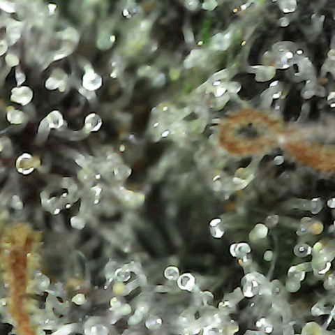 Grow-1-2023/2024-Indoor-Winter growlog photo: I am seeing enough milky trichomes and a few amber trichomes (CBN), so I turned off the lights and will cut on Sunday.