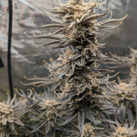 Grow-1-2023/2024-Indoor-Winter growlog photo: I am seeing enough milky trichomes and a few amber trichomes (CBN), so I turned off the lights and will cut on Sunday.
