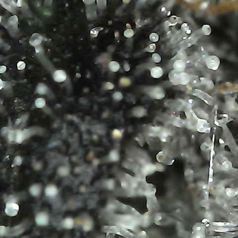 Grow-1-2023/2024-Indoor-Winter growlog photo: I am seeing enough milky trichomes and a few amber trichomes (CBN), so I turned off the lights and will cut on Sunday.