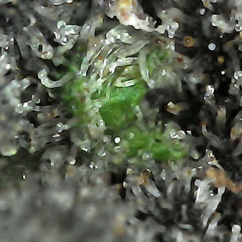 Grow-1-2023/2024-Indoor-Winter growlog photo: I am seeing enough milky trichomes and a few amber trichomes (CBN), so I turned off the lights and will cut on Sunday.