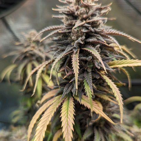 Grow-1-2023/2024-Indoor-Winter growlog photo: I am seeing enough milky trichomes and a few amber trichomes (CBN), so I turned off the lights and will cut on Sunday.