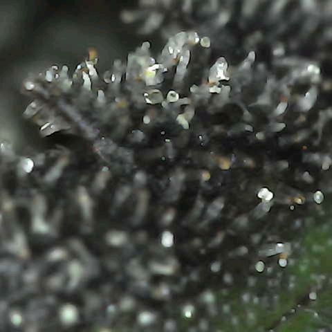 Grow-1-2023/2024-Indoor-Winter growlog photo: I am seeing enough milky trichomes and a few amber trichomes (CBN), so I turned off the lights and will cut on Sunday.