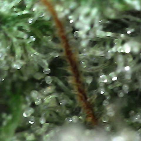 Grow-1-2023/2024-Indoor-Winter growlog photo: I am seeing enough milky trichomes and a few amber trichomes (CBN), so I turned off the lights and will cut on Sunday.