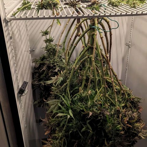 Grow-1-2023/2024-Indoor-Winter growlog photo: Hanging in the cooler.