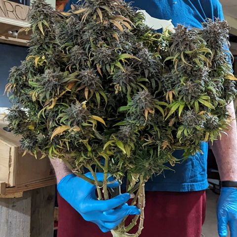 Grow-1-2023/2024-Indoor-Winter growlog photo: Hanging in the cooler.