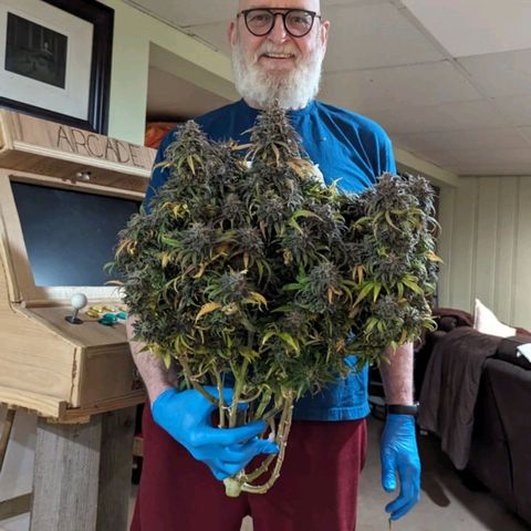 Grow-1-2023/2024-Indoor-Winter growlog photo: Hanging in the cooler.