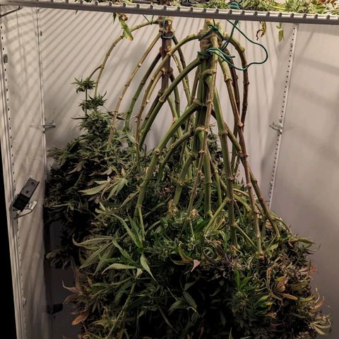 Grow-1-2023/2024-Indoor-Winter growlog photo: Hanging in the cooler.