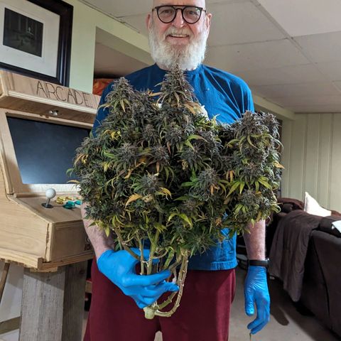 Grow-1-2023/2024-Indoor-Winter growlog photo: Hanging in the cooler.
