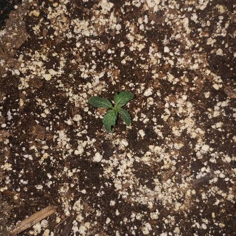 P3 growlog timeline photo