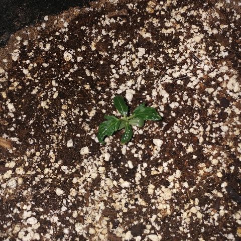 P3 growlog timeline photo