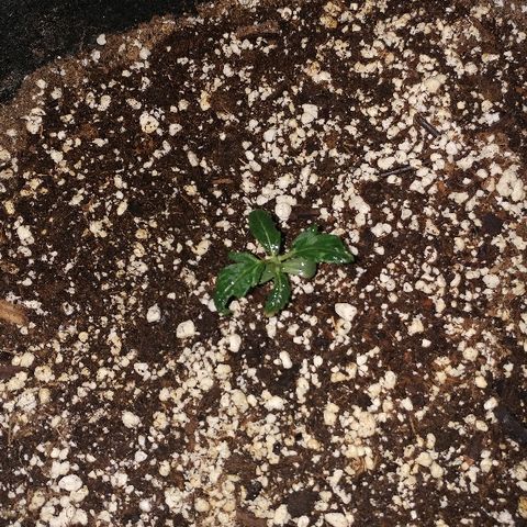 P3 growlog timeline photo