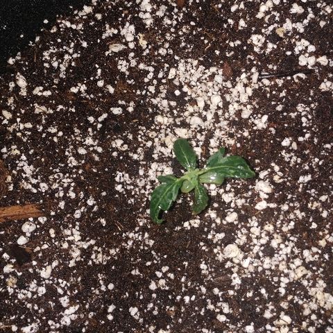 P3 growlog timeline photo